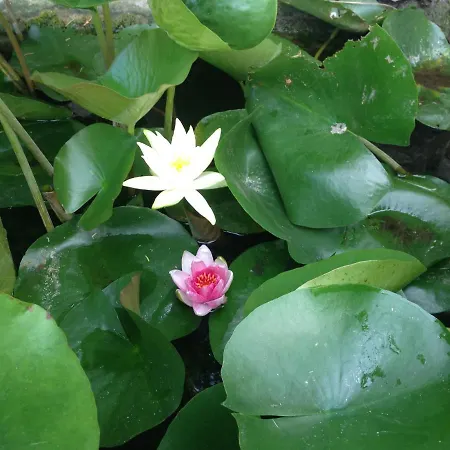 Michael's Apartment's * Nea Roda